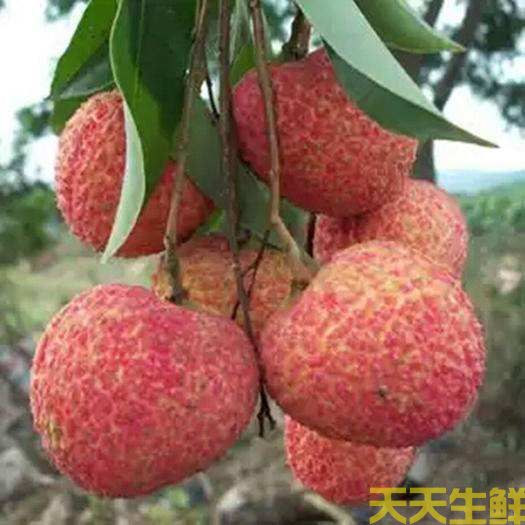 荔枝的品種有哪些？廣州蔬菜配送公司科普(圖5)