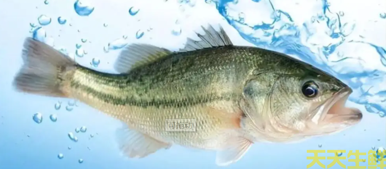 廣州蔬菜配送公司分享：河鱸魚和海鱸魚的區別？(圖2)