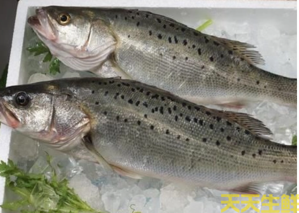 廣州蔬菜配送公司分享：河鱸魚和海鱸魚的區別？(圖2)